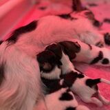 pups van Ashley