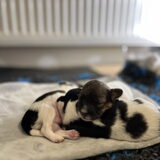 puppy's