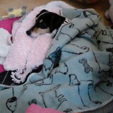 Foto van Kaatje en Hailey (Speedy† Tessa†)