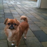 dit is indy een kruising chihuahua x pekinees twee en half jaar oud