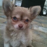 dit is angel een chihuahua van 12 weken oud