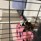 Simon