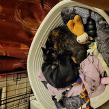 Foto van Astrid,Dodge..Bono .. † 5 jaar.   Ciro..† 11 jaar.