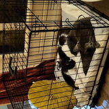 Foto van Astrid,Dodge..Bono .. † 5 jaar.   Ciro..† 11 jaar.