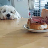 Foto van sylvia