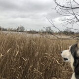 Foto van Lavina