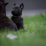 Foto van Dutchshepherdteam