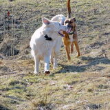 Foto van Hetty & Skipper