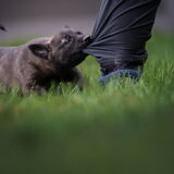 Foto van Dutchshepherdteam