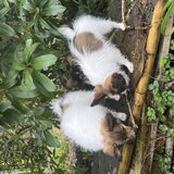 Pups nest X