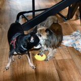 Balou is zijn speeltje kwijt.