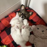 Simon