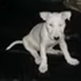 superschattige pup Becca