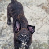 Foto van Dutchshepherdteam