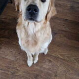Bohdi laat zijn beste smeek oogjes zien!