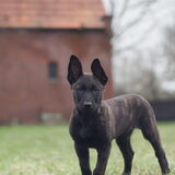 Foto van Dutchshepherdteam