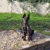 Foto van Dutchshepherdteam