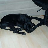 Bailey als pupje..