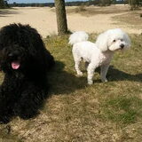 Foto van sylvia