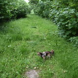 Hoog gras.