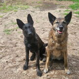 Foto van Dutchshepherdteam
