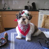 nouska met carnaval