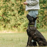 Foto van Dutchshepherdteam