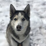 Foto van Lavina
