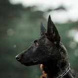 Foto van Dutchshepherdteam