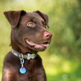 Foto van Bush dog