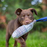 Foto van Bush dog