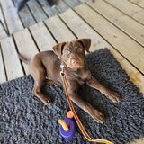 Foto van Bush dog