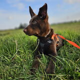 Foto van Bush dog