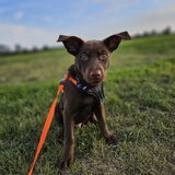 Foto van Bush dog