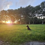 Foto van Bush dog