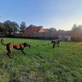 Foto van Dutchshepherdteam