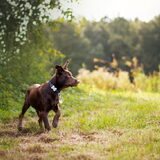 Foto van Bush dog
