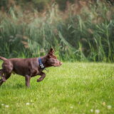 Foto van Bush dog