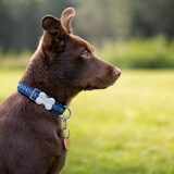 Foto van Bush dog
