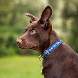 Foto van Bush dog