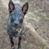 Foto van Dutchshepherdteam