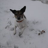 Sunny net opgehaald uit het asiel!
