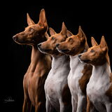 Onze roedel, 1 Cirneco en 3 Basenji brusjes