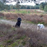 Foto van sylvia