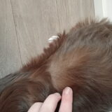 Choco's aparte vacht: wit bij de basis, donker bruin aan de punten.