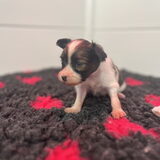 Foto van Irina_ Spider_ Scarlett_Ashley_Lily