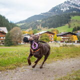 Foto van Bush dog