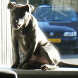 op de vensterbank