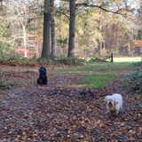 Foto van sylvia