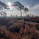 Foto van sylvia
